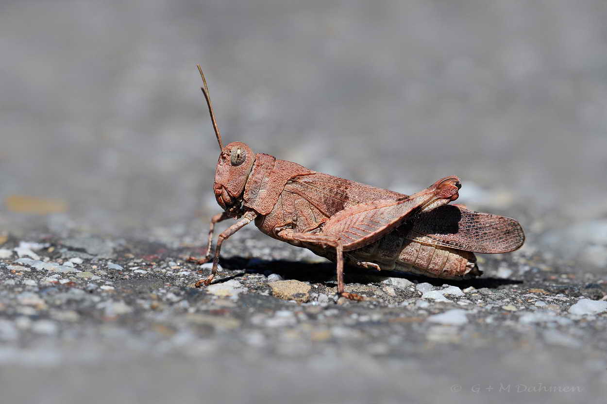 Moschusbock