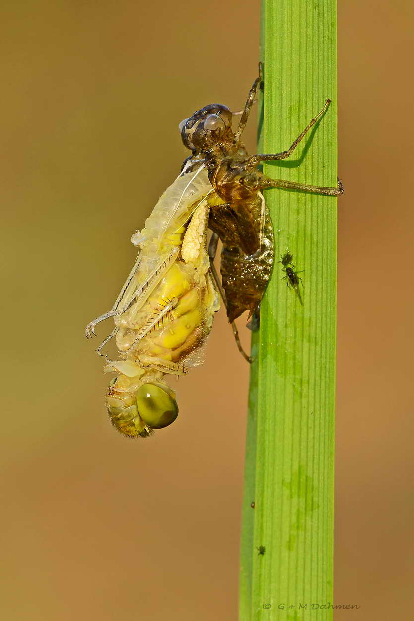 Heidelibelle - Libelle im Schlupf