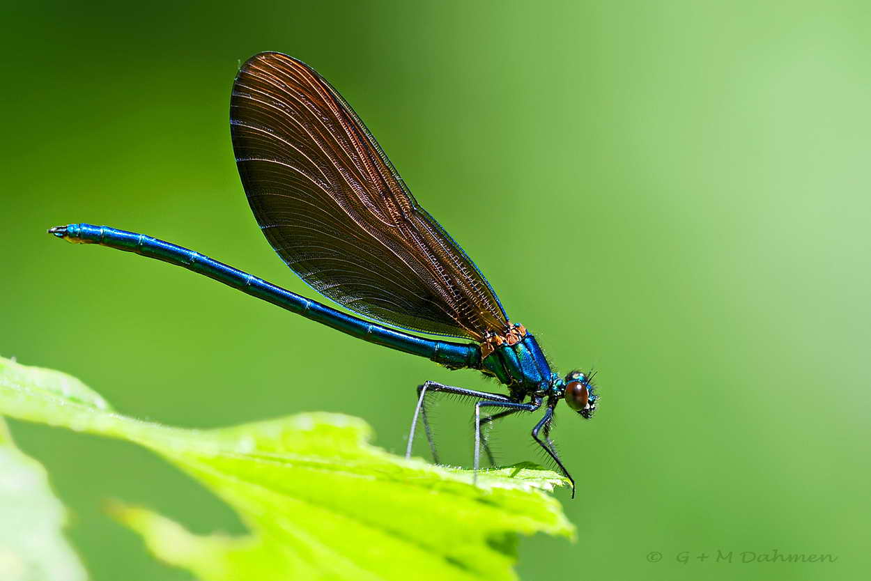 Blauflügel Prachtlibelle