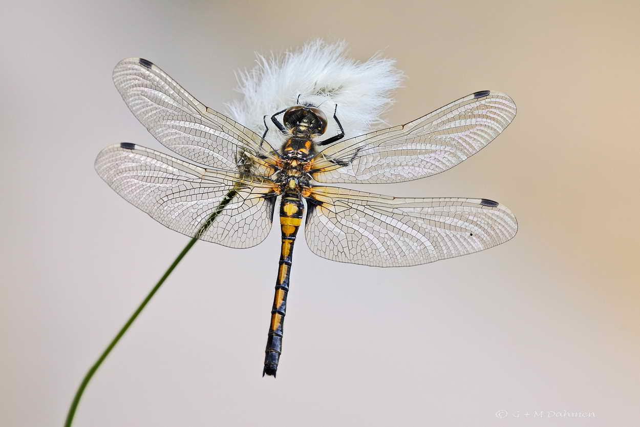 Große Moosjungfer Libelle