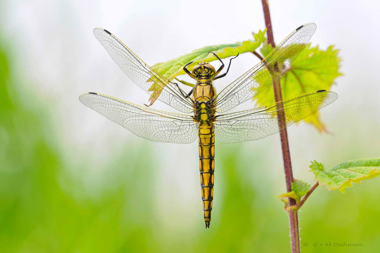 Großer Blaupfeil Libelle