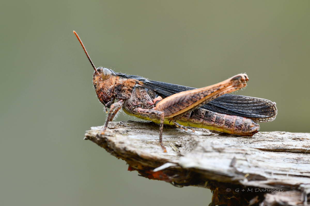 Insekten Fotografie