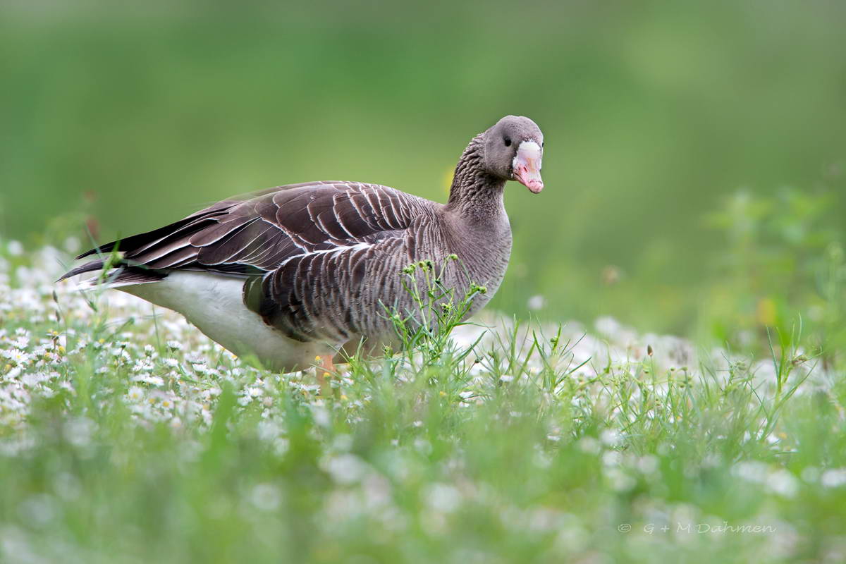 Blässgans in der Natur