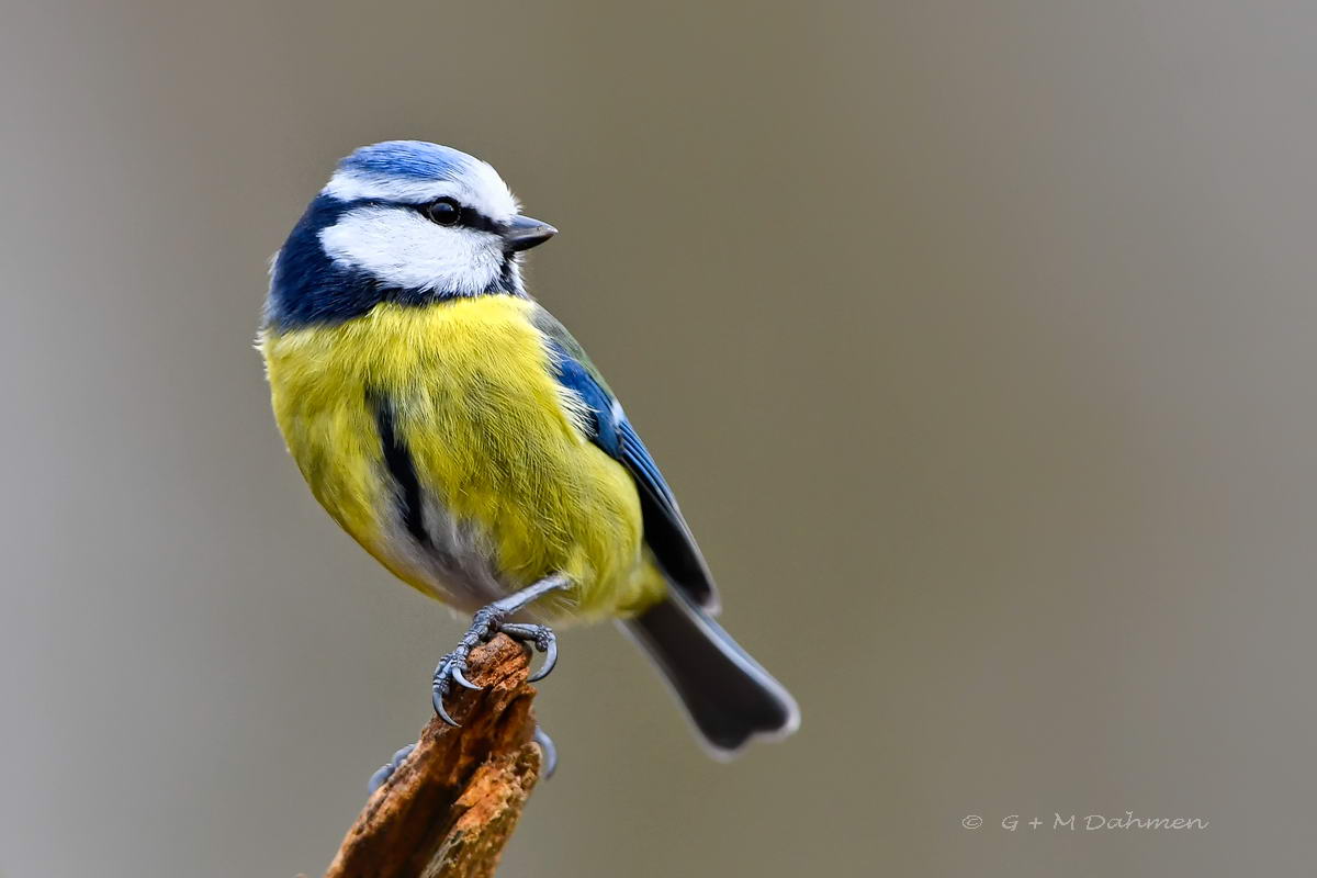 Blaumeise