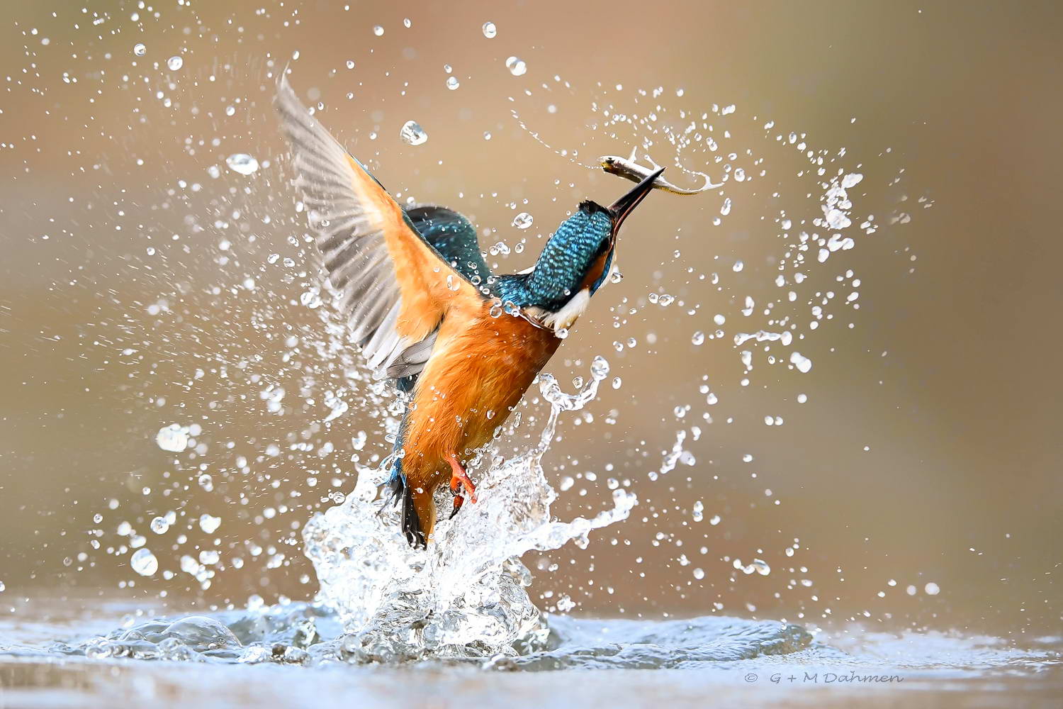Naturfotografie G&M Dahmen Hochwertige Bildergalerien