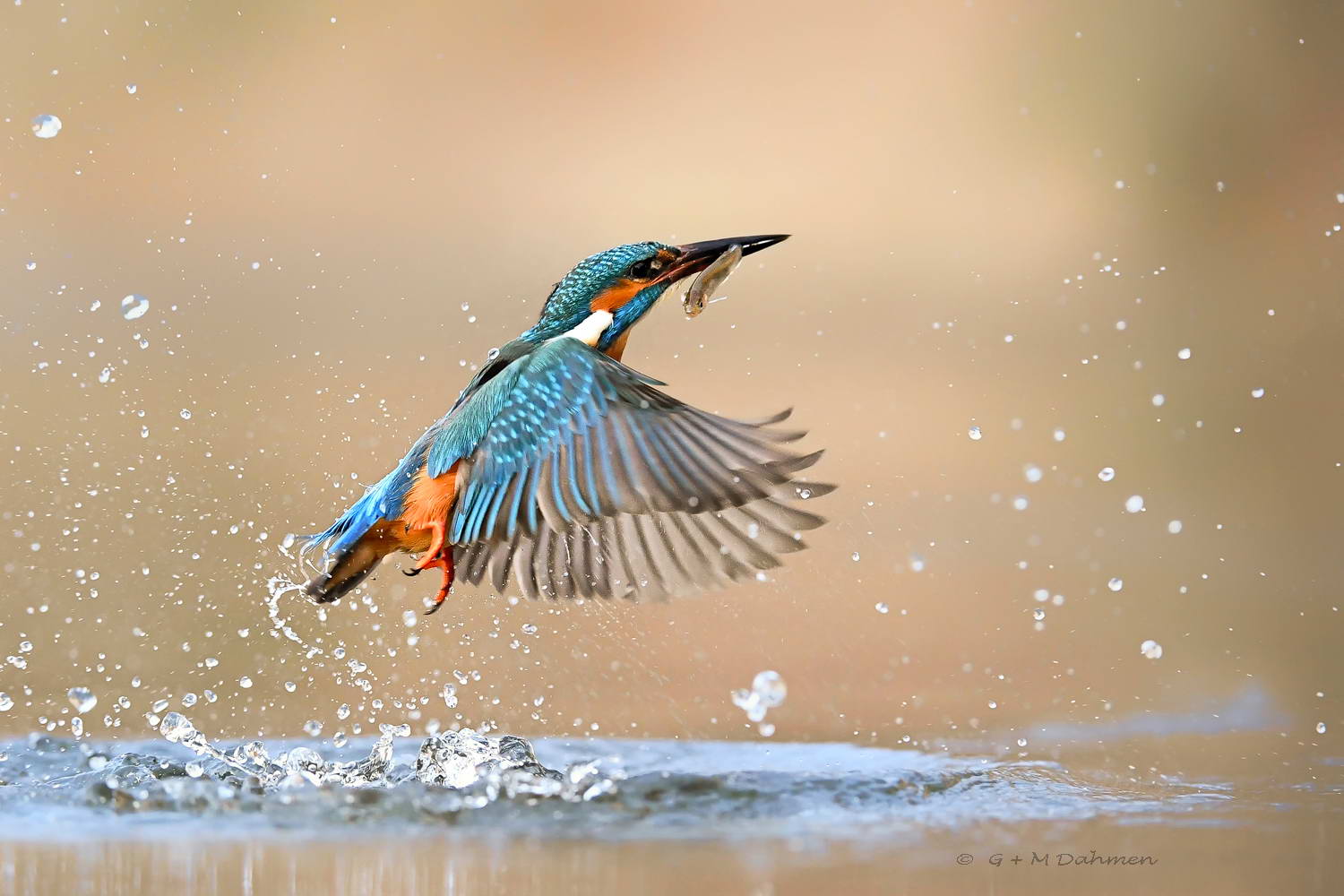Eisvogel beim Fischen
