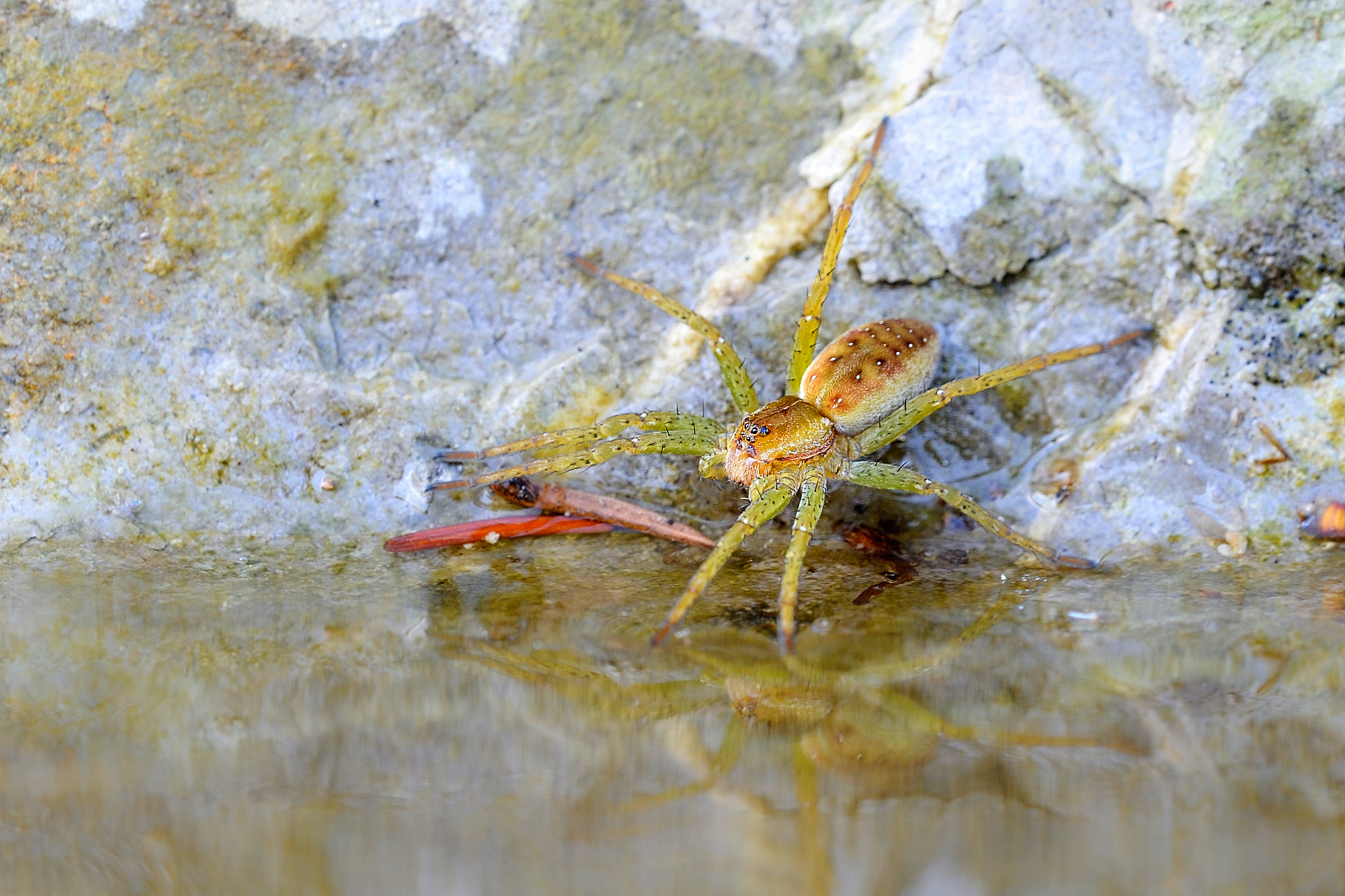 Gerandete Jagdspinne