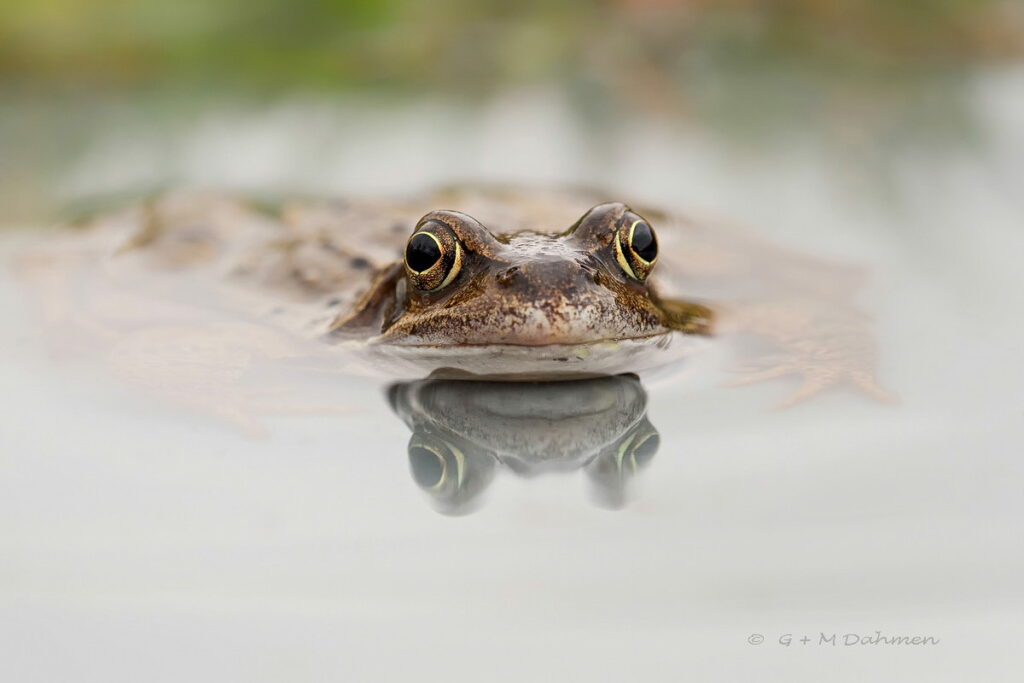 Grasfrosch Naturfotografie G&M Dahmen Bilder & Fotos