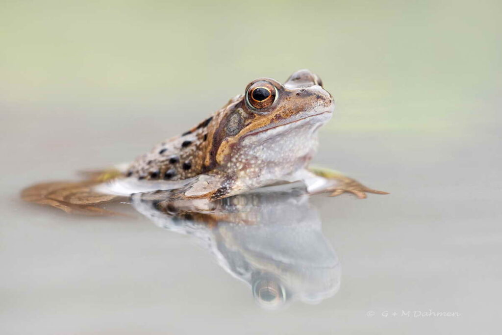 Grasfrosch Naturfotografie G&M Dahmen Bilder & Fotos