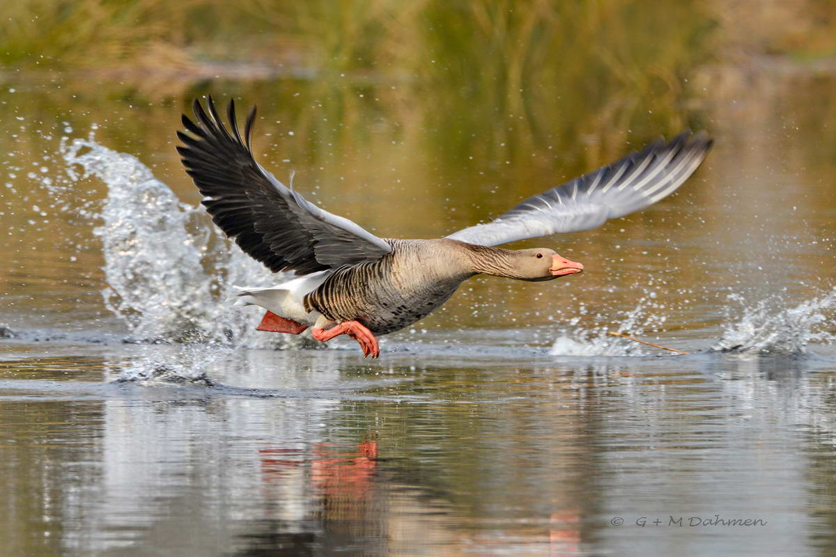 Graugans im Flug