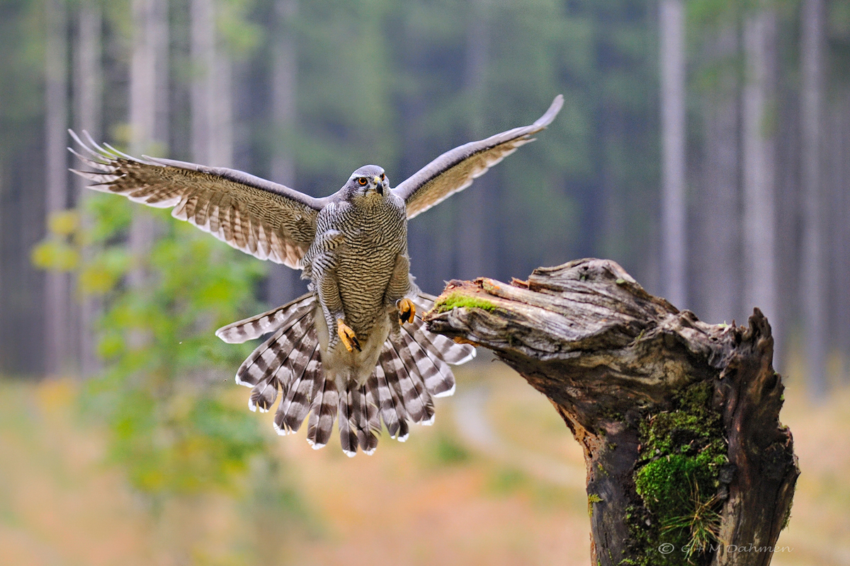 Habicht im Flug