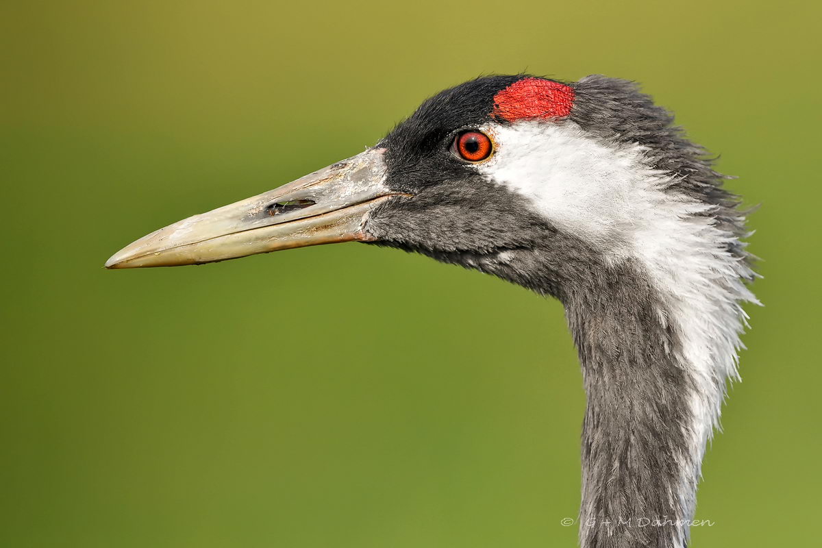 Kranich Portrait