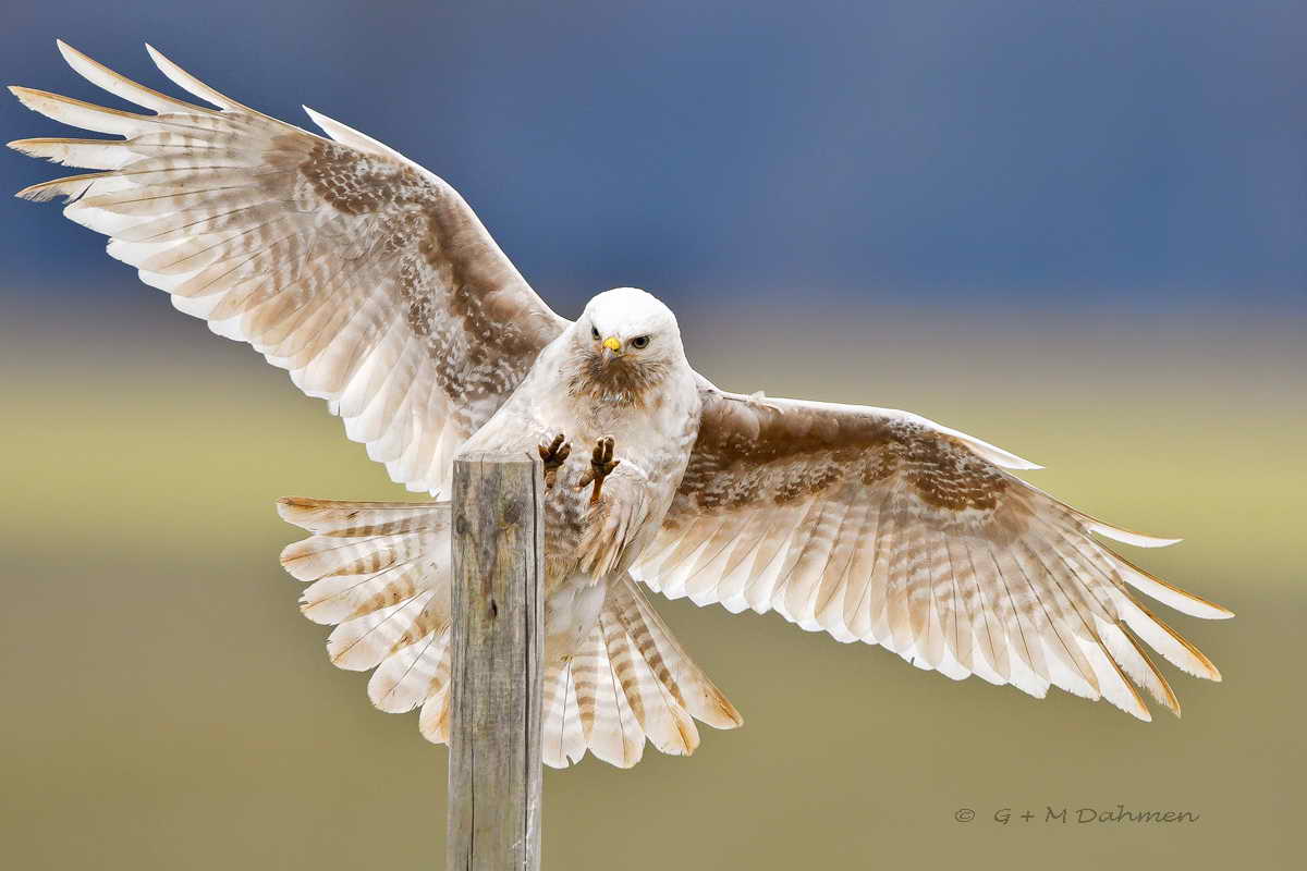 Habicht im Flug