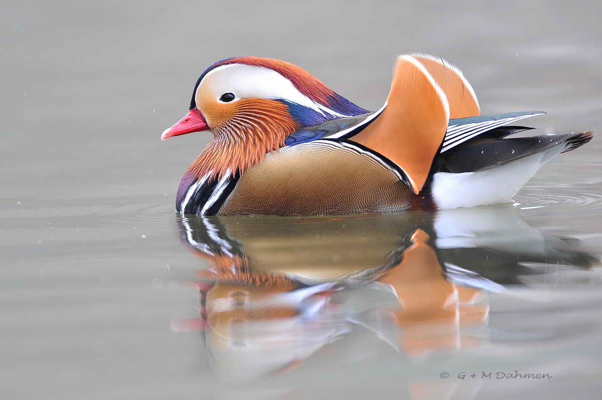 Mandarinente