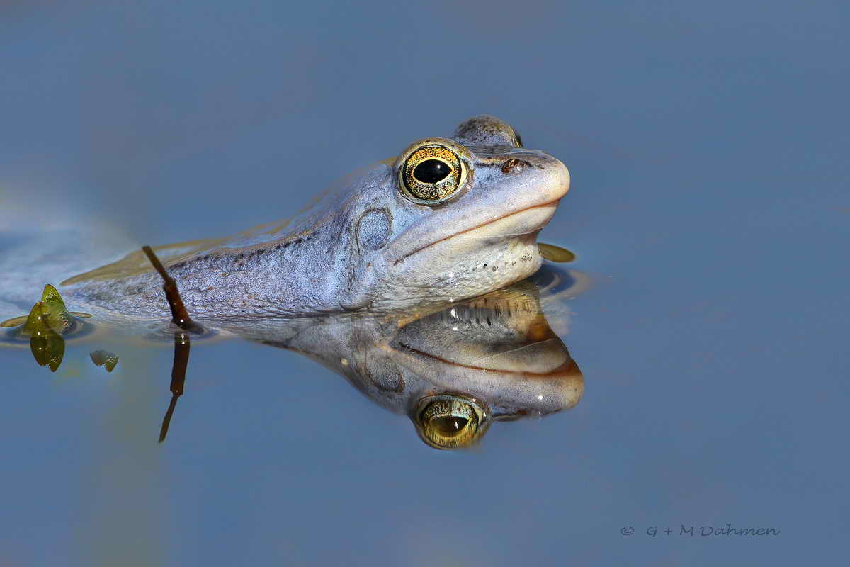 Moorfrosch