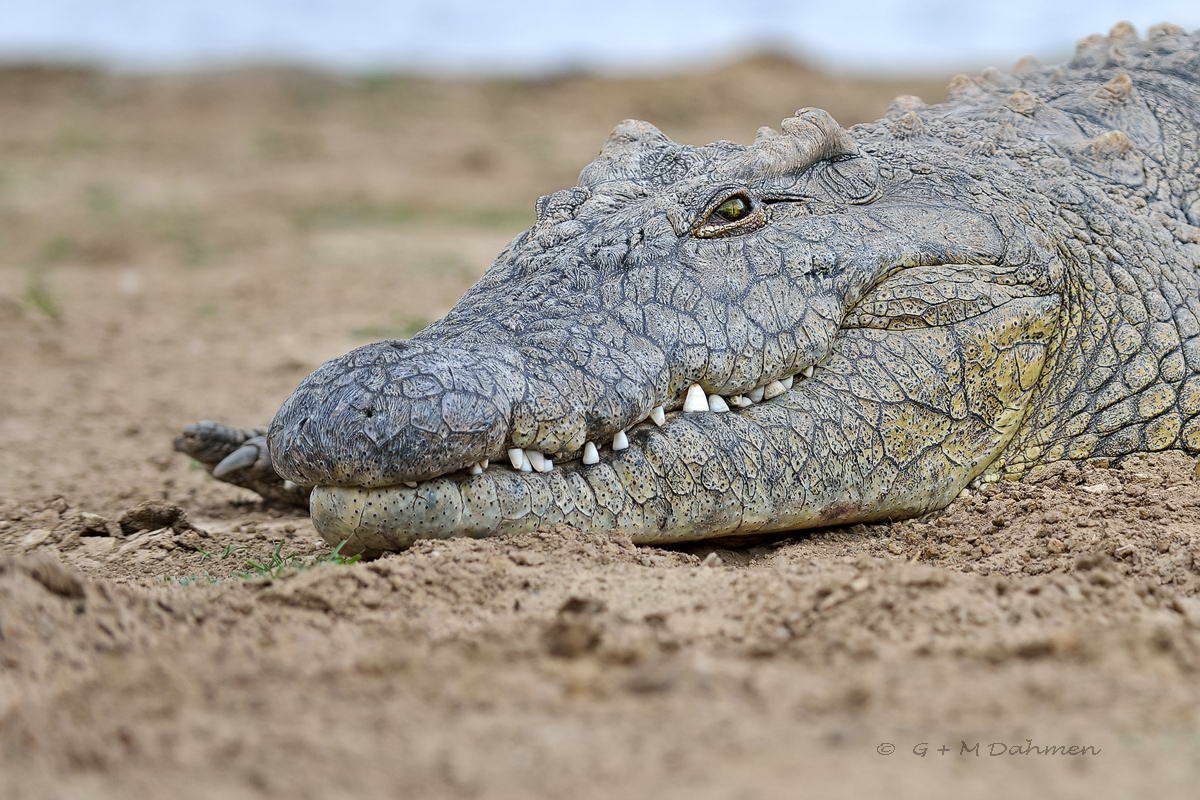 Nilkrokodil und Naturfotografie