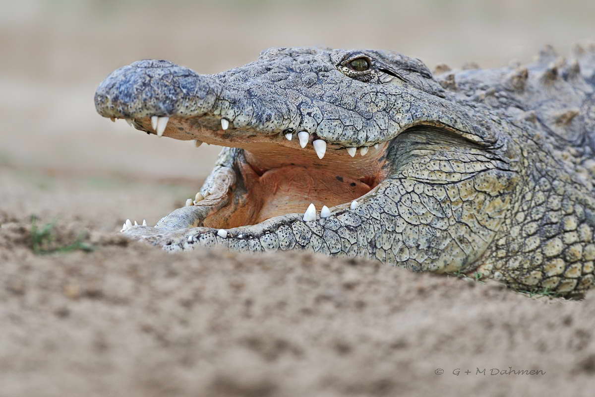 Nilkrokodil Crocodilus Niloticus Interessante Fakten Und Bilder nilkrokodil-crocodilus-niloticus-interessante-fakten-und-bilder