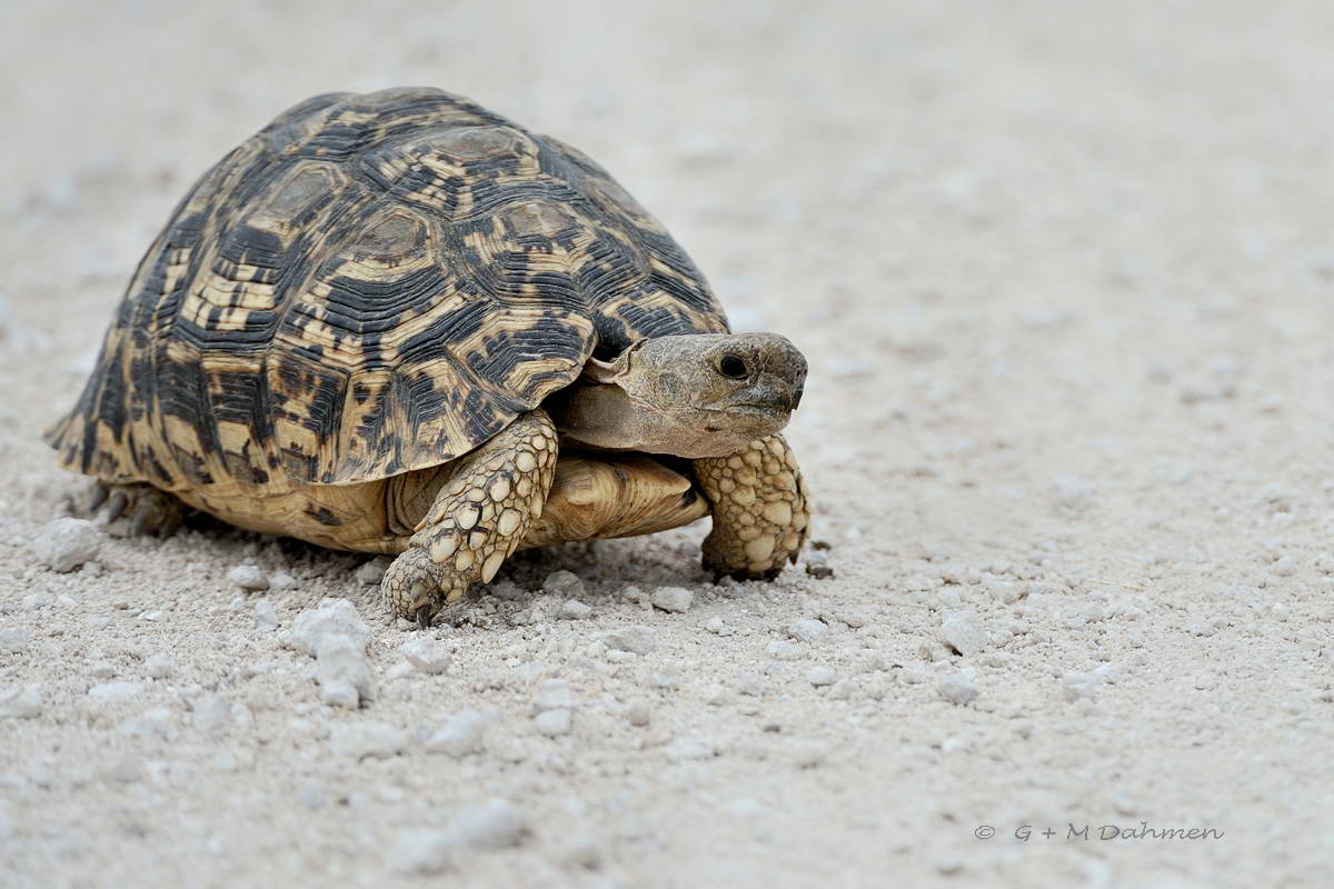 Pantherschildkröte