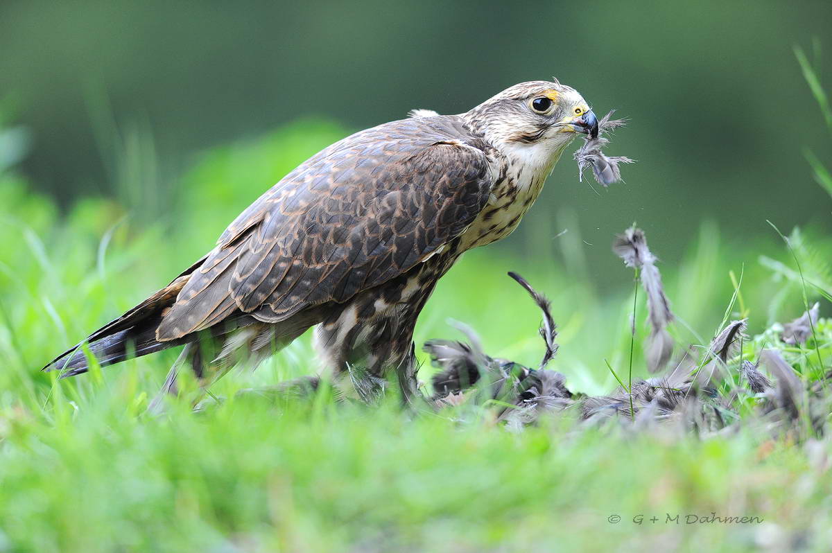 Turmfalke im Flug
