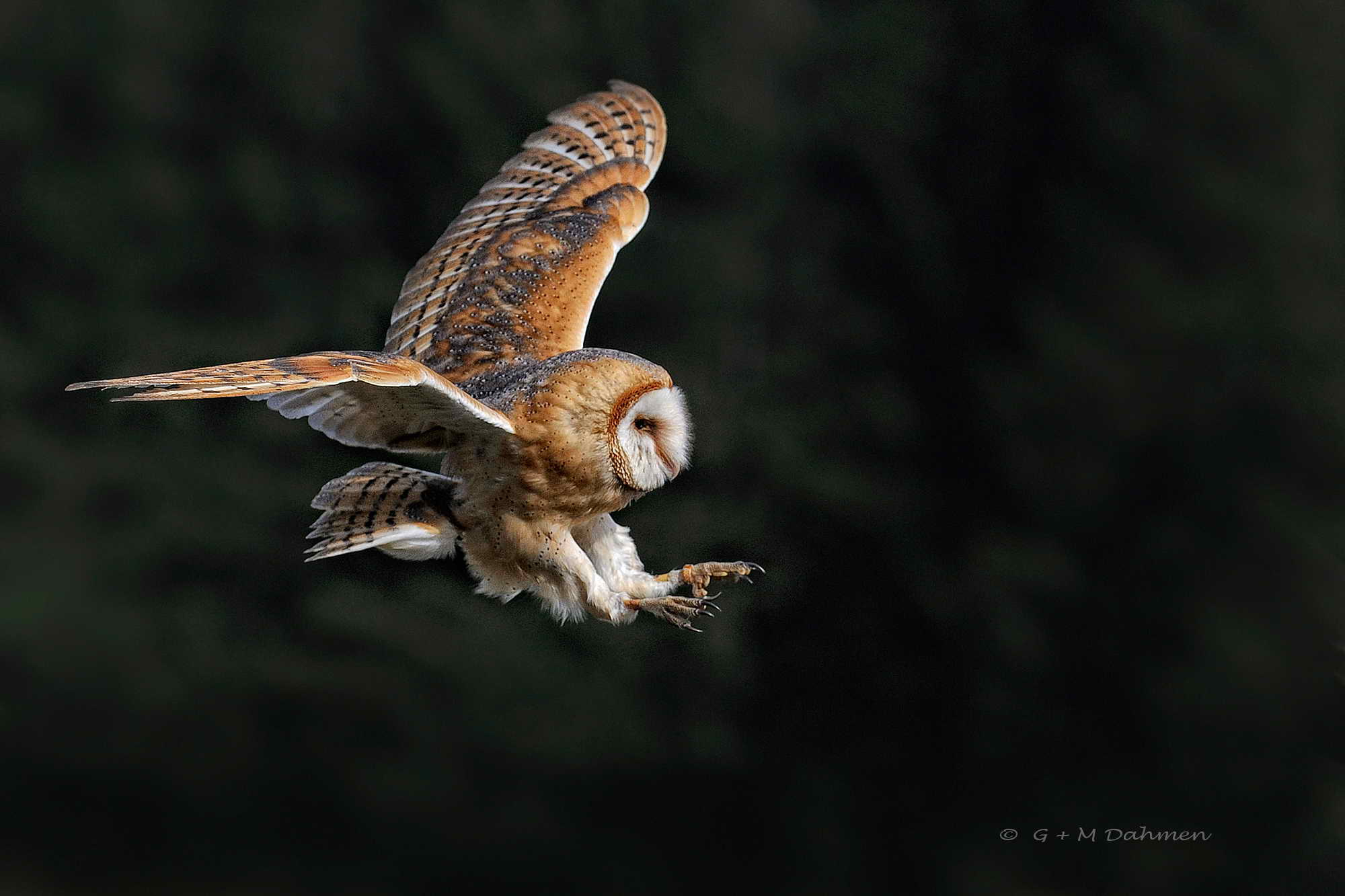 Schleiereule im Flug