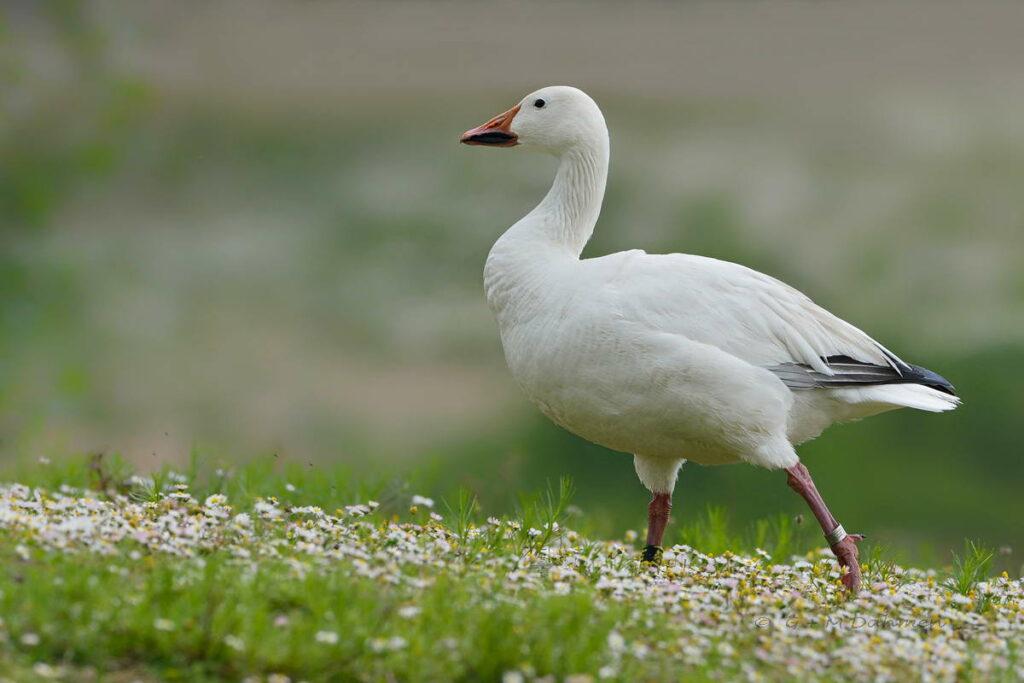 Schneegans in der Natur