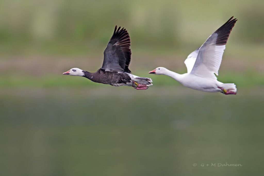 Schneegänse im Flug