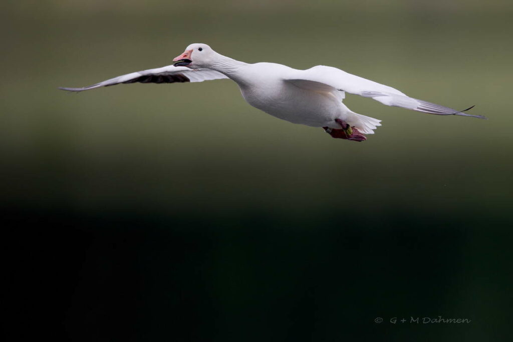 Schneegans im Flug