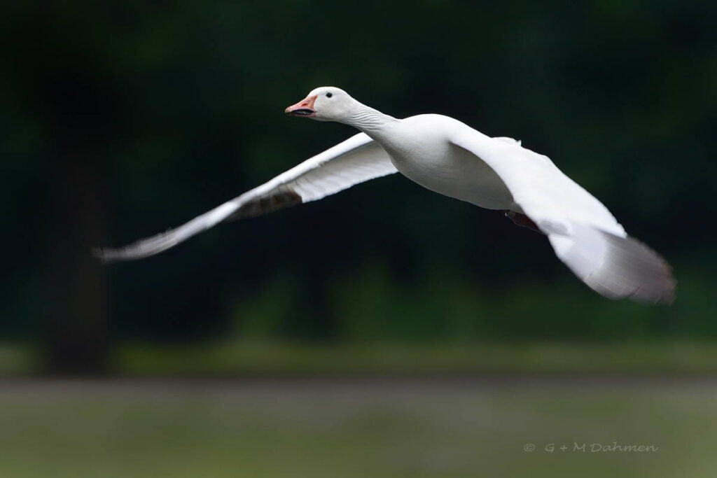 Schneegans im Flug