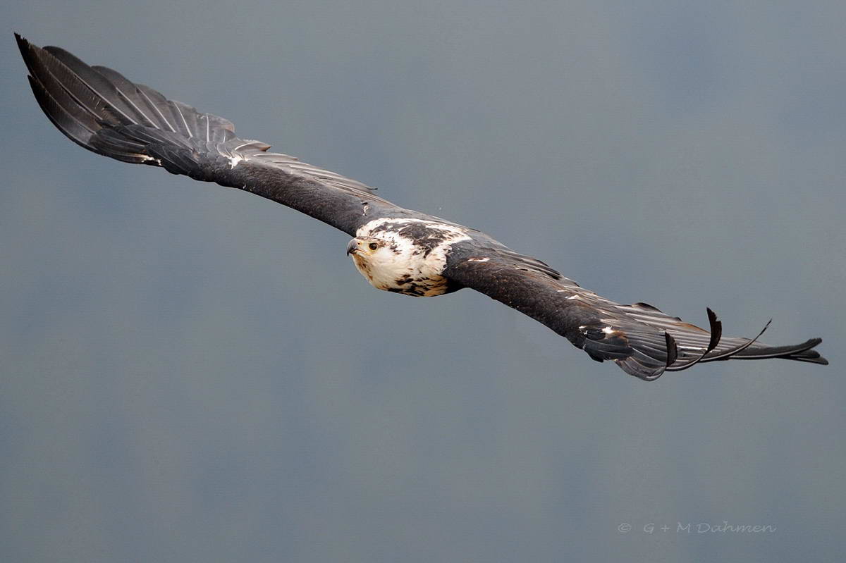 Mäusebussard im Kampf