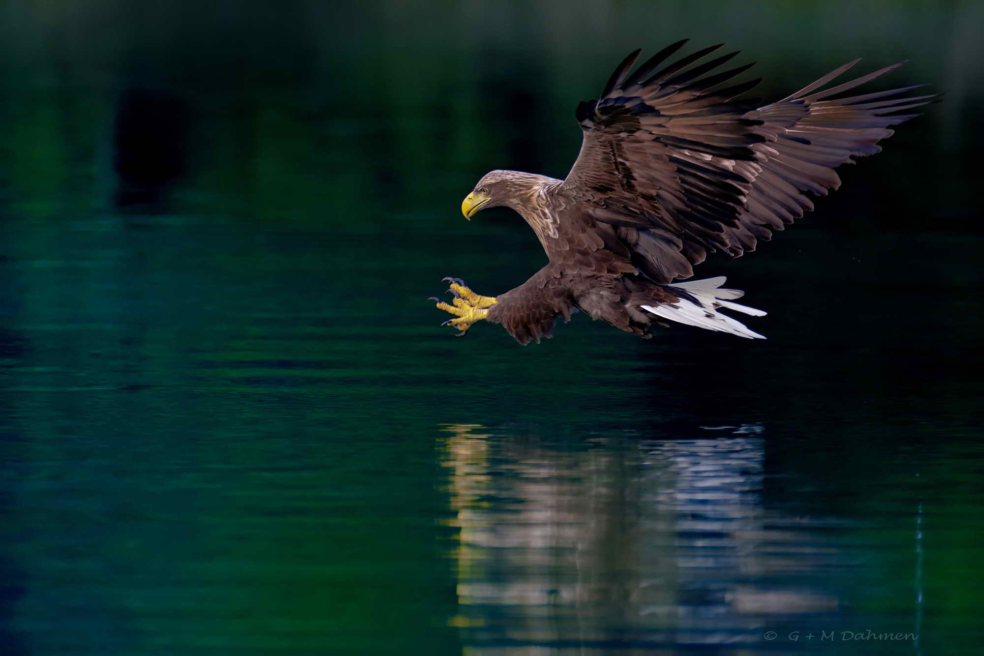 Seeadler