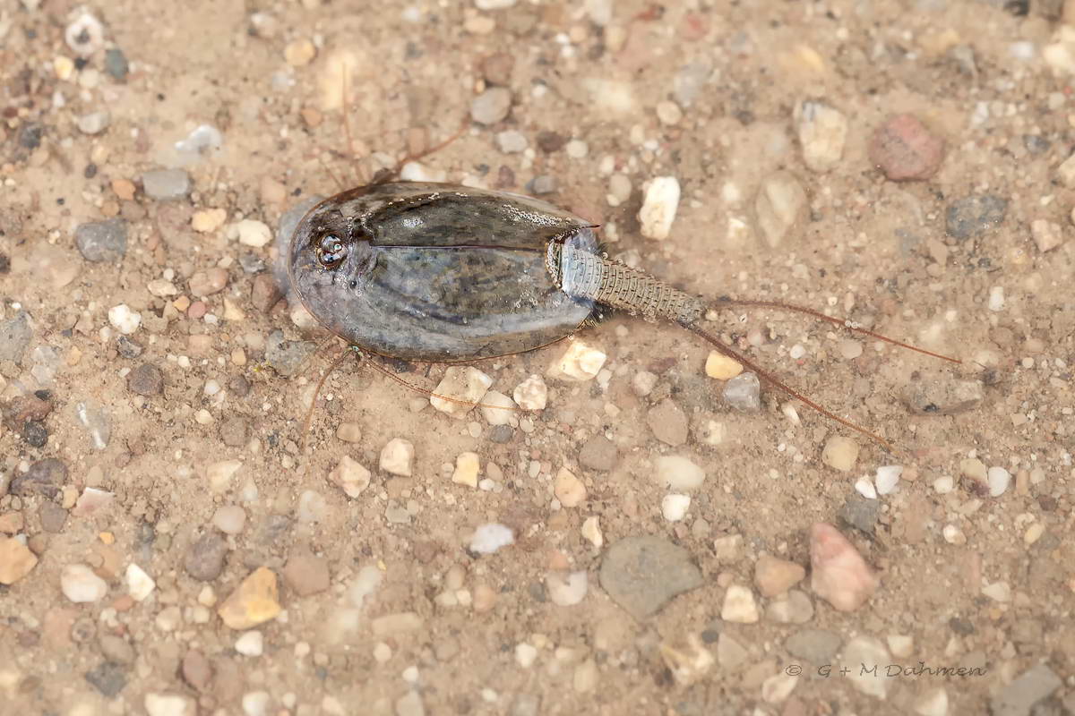 Uhrkrebs Triops