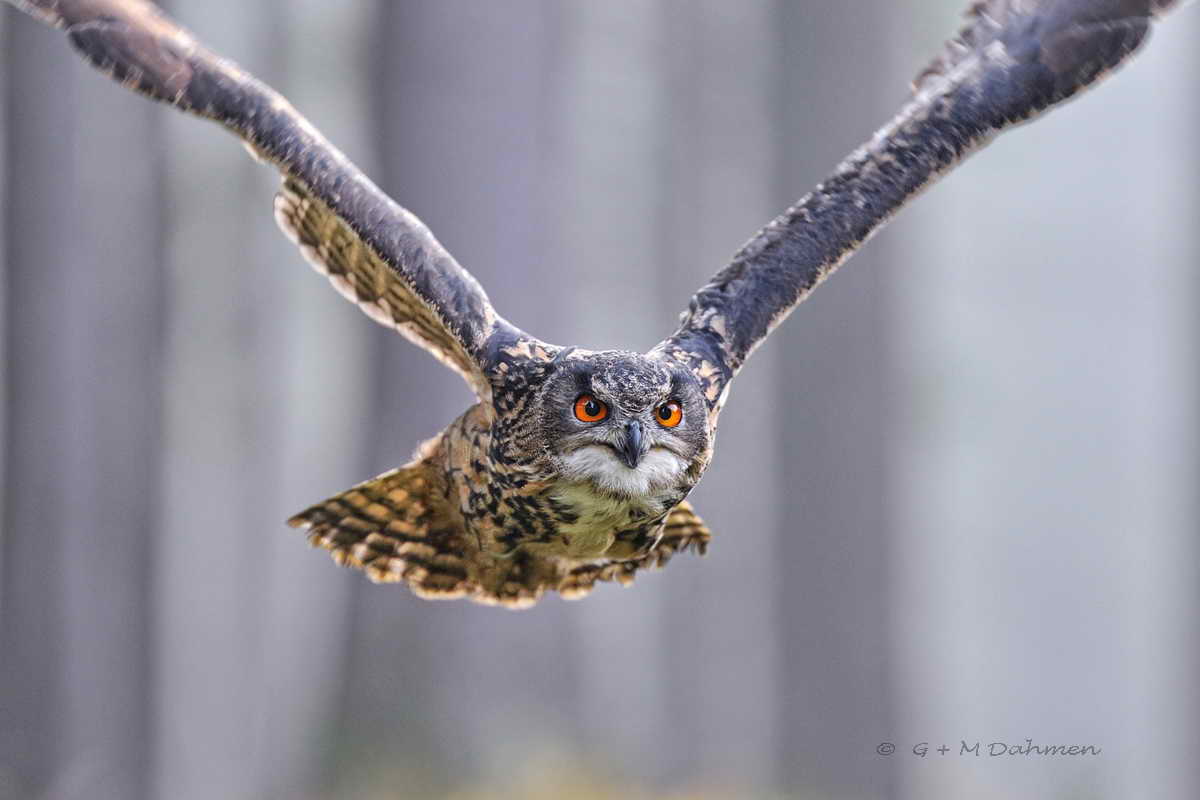 Uhu im Flug