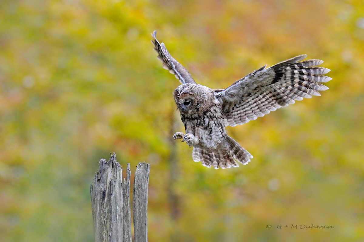 Waldkauz im Flug