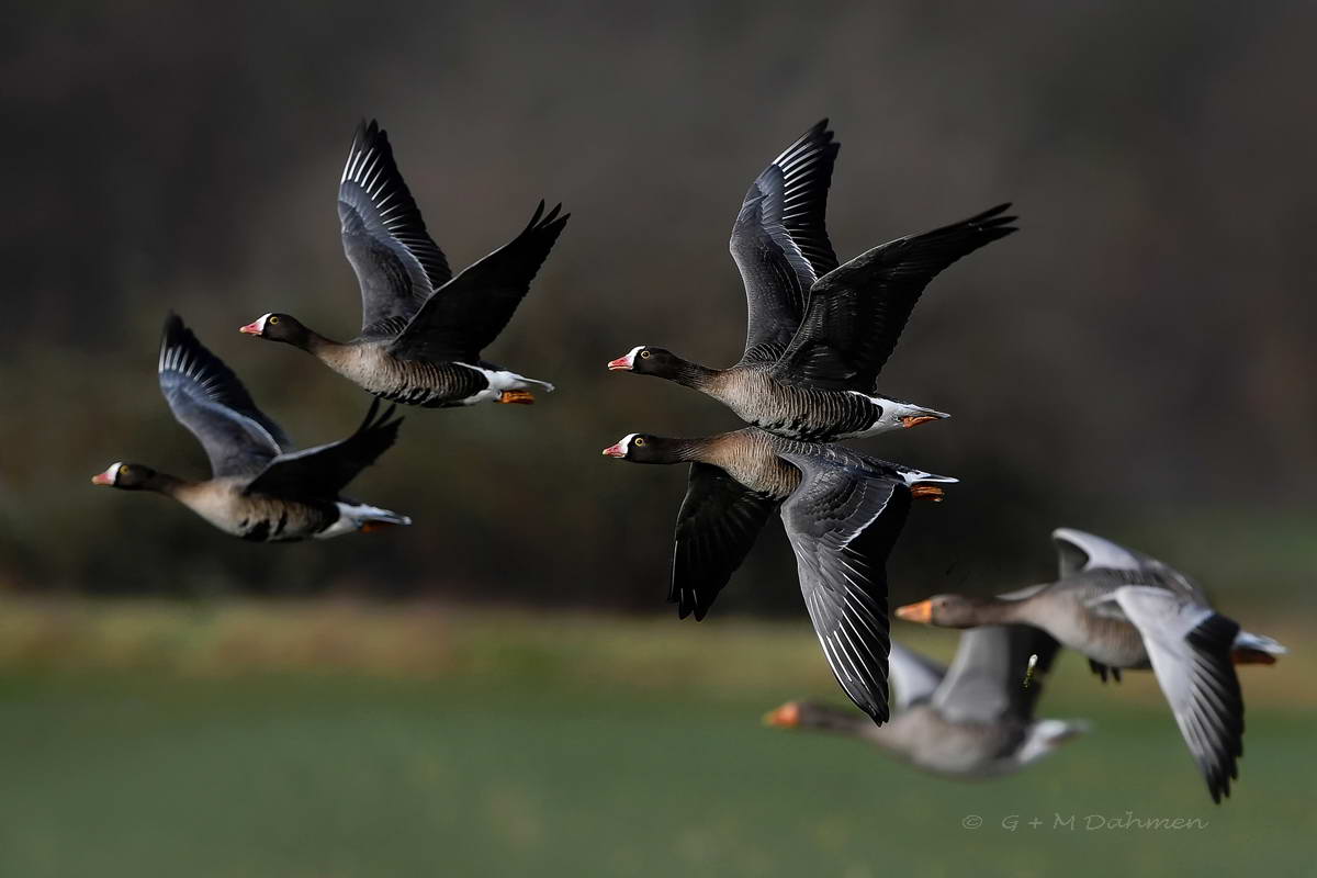Zwerggänse im Flug