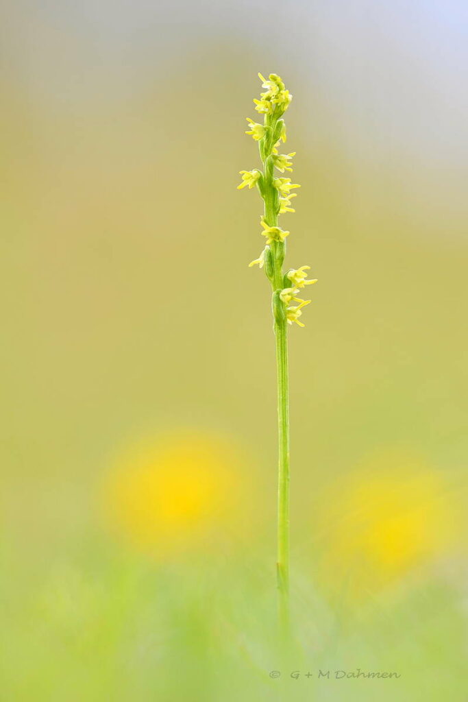 Honigorchis