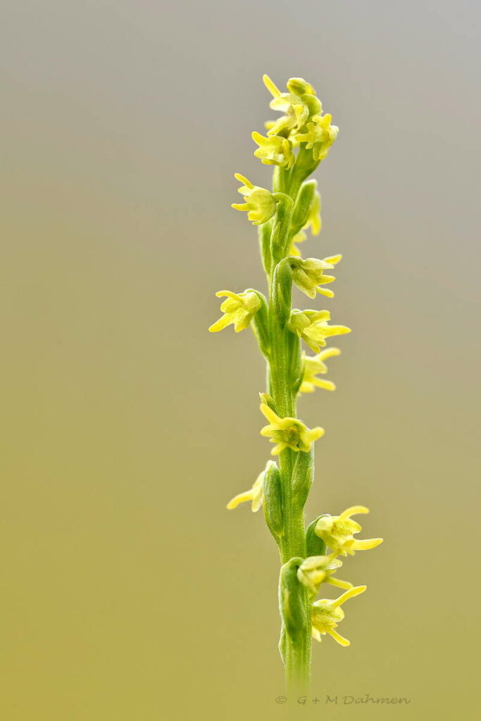 Honigorchis