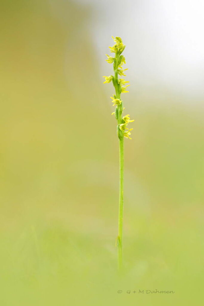 Honigorchis