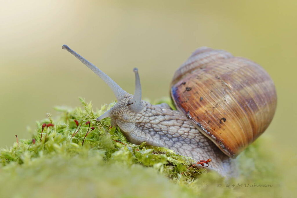 Weinbergschnecke