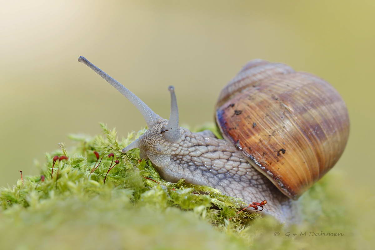 Weinbergschnecke