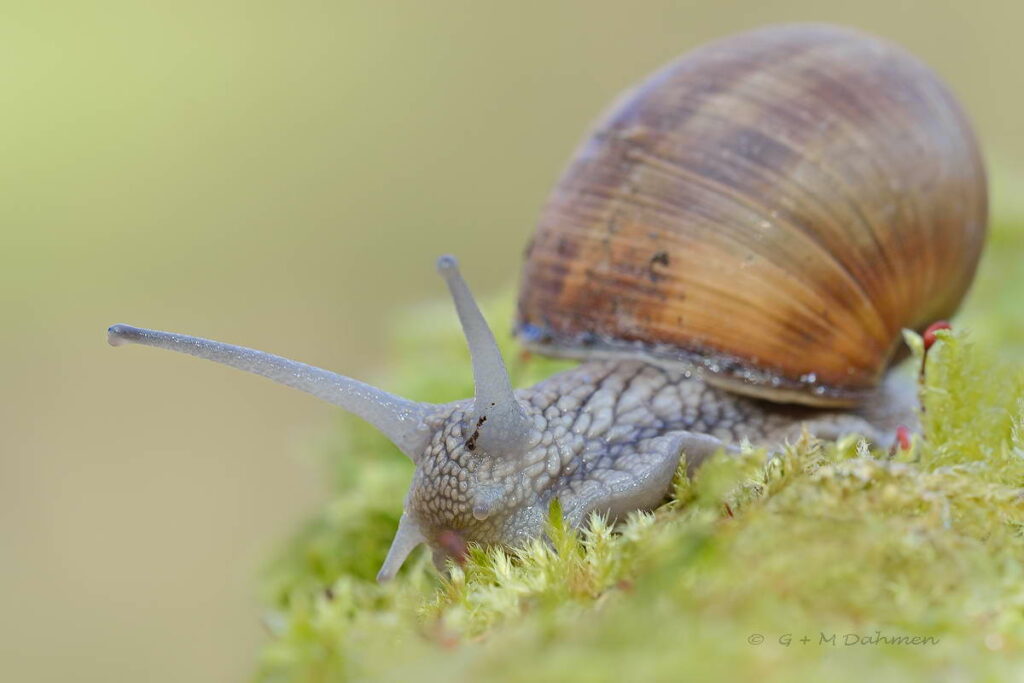 Weinbergschnecke