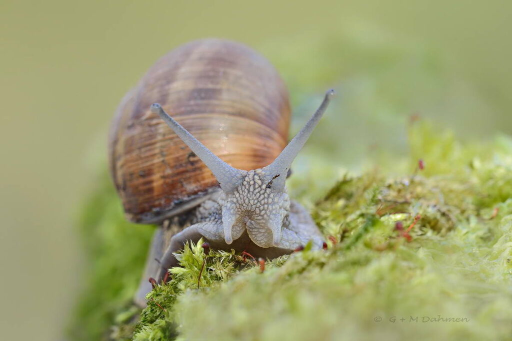 Weinbergschnecke