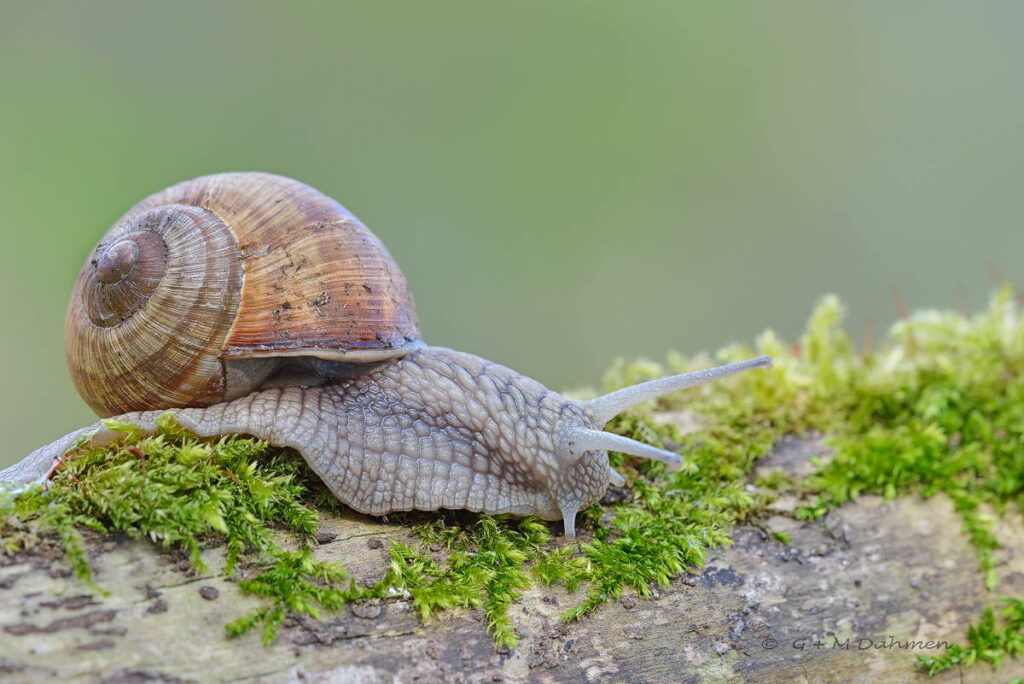 Weinbergschnecke