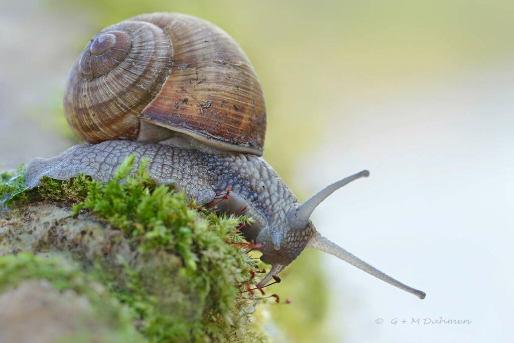 Weinbergschnecke