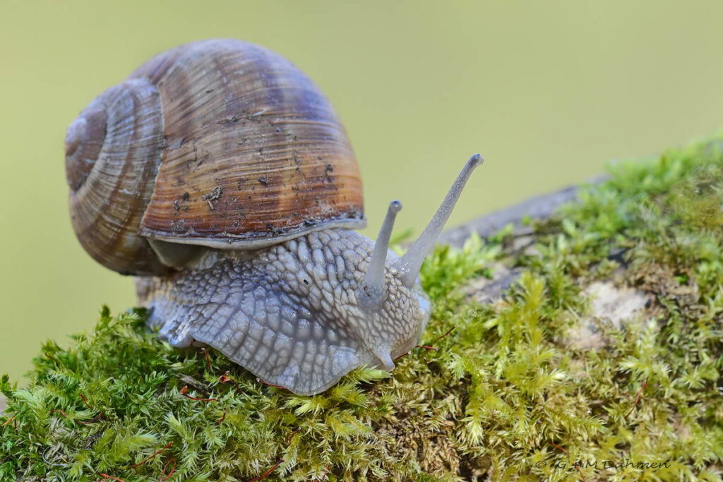Weinbergschnecke