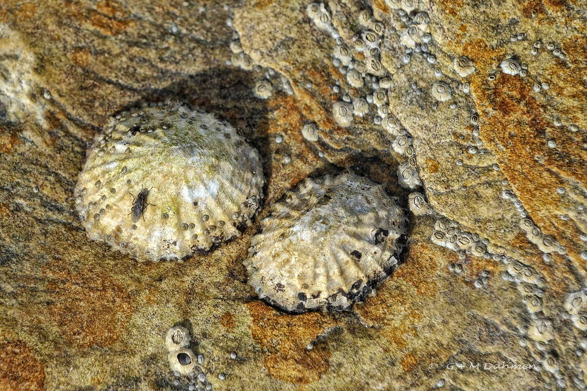 Napfschnecke