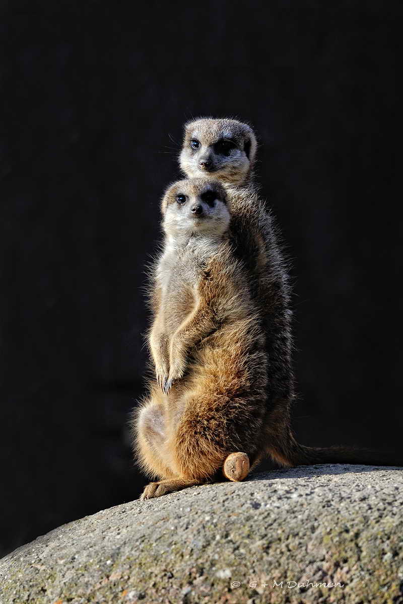 Erdmännchen