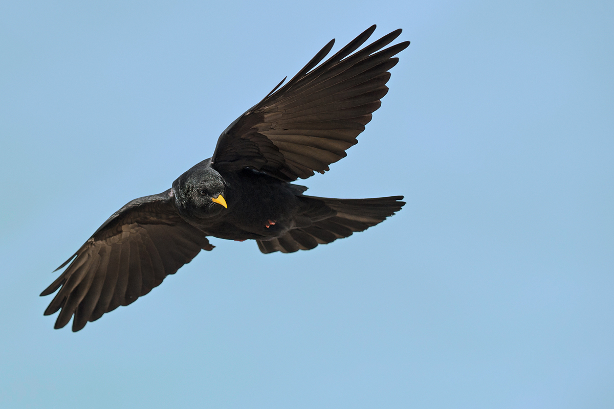 Alpendohle im Flug