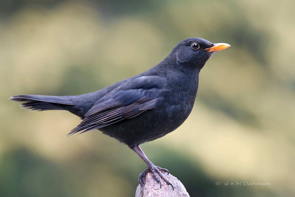 Amsel
