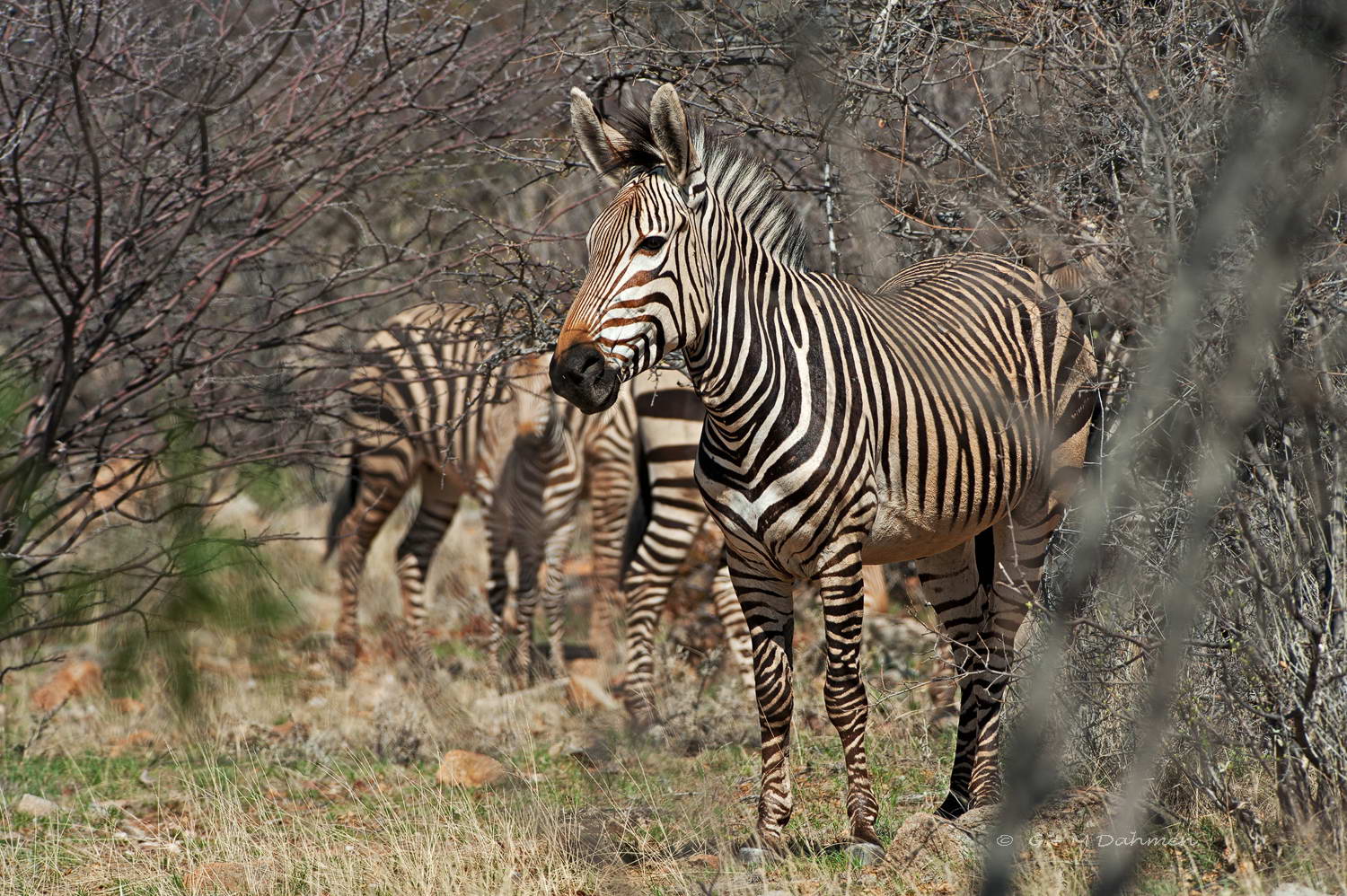 Bergzebra