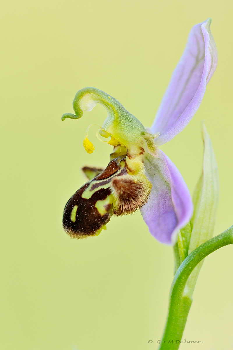 Bienen Ragwurz